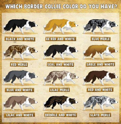 akc border collie breed standard|average size of border collie.